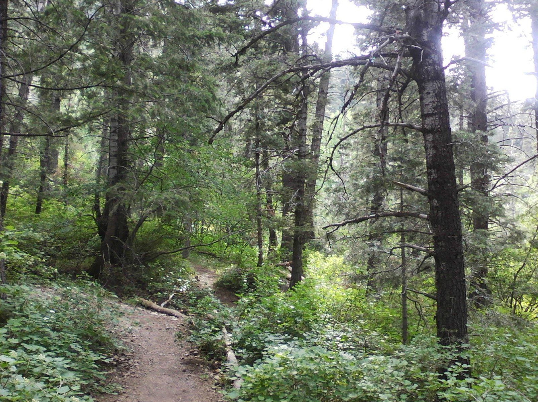 大三叶杨峡谷-盐湖城必去景点