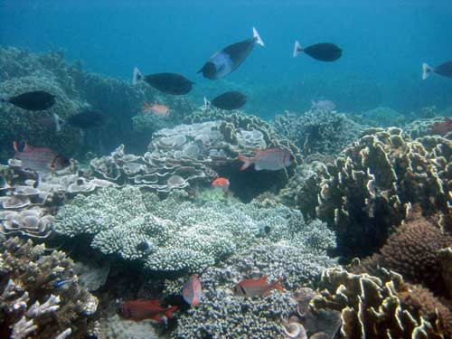 Mafia Marine National Park-马菲亚岛必去景点