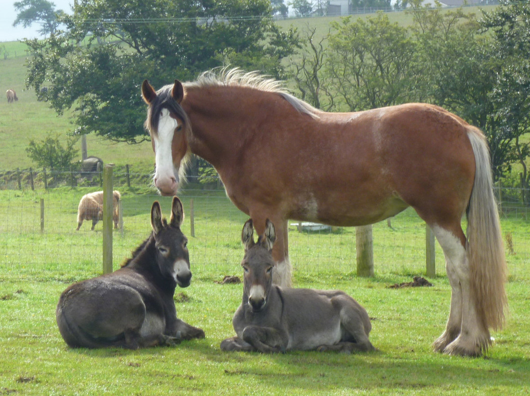 Blackstone Clydesdales Experience景点图片