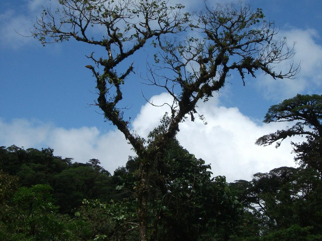 Up in the Cloud Forest景点图片