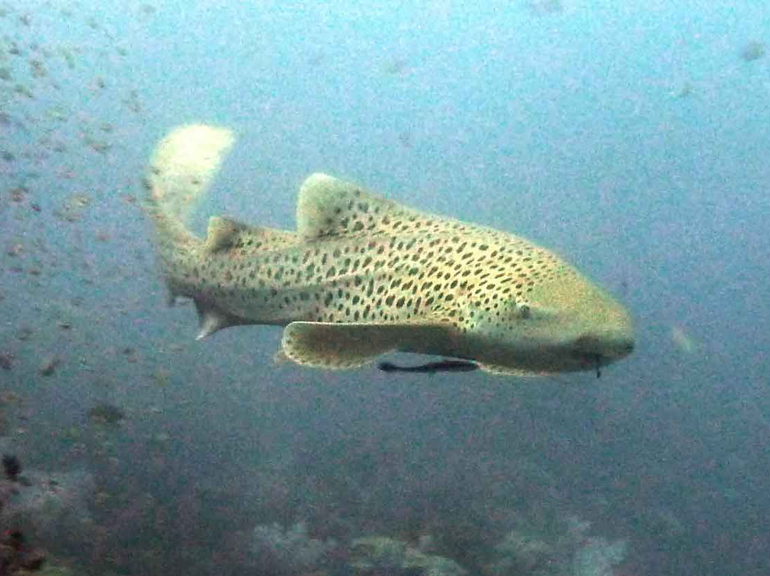 普吉岛安迪潜水体验-拉威必去景点