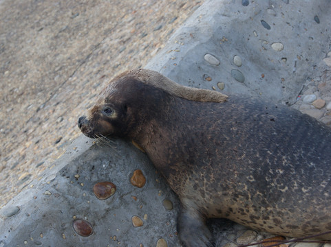 大连付家庄浴场-大连市必去景点