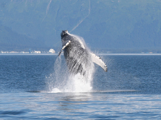 Alaska Fjord Charters-苏厄德必去景点