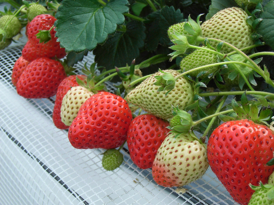 Midorikawa Strawberry Farm景点图片