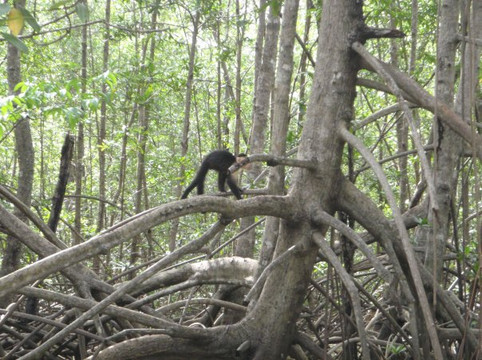 Safari Adventures-哥斯达黎加安东尼奥国家公园必去景点