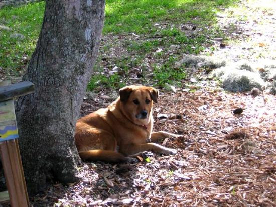 Magnolia Glen Bed and Breakfast主图