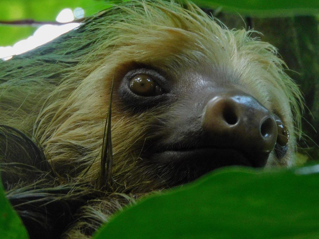 Ecogarden Arenal Sloth Tour景点图片