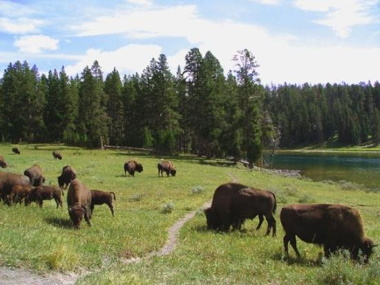 Yellowstone River-西黄石镇必去景点