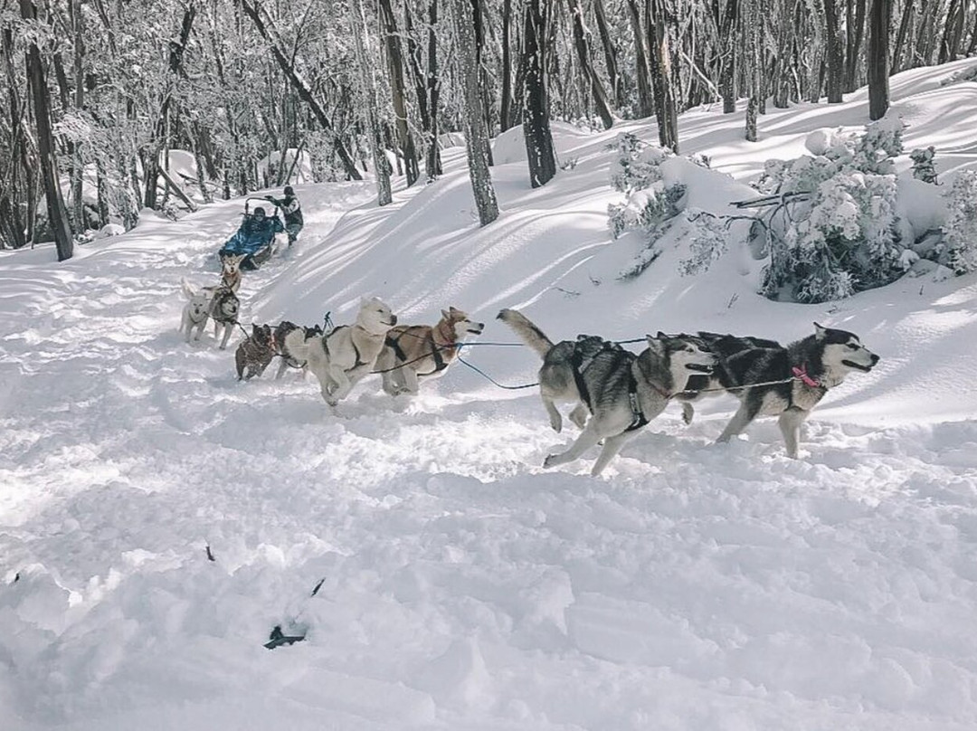 Howling Husky Sled Dog Tours-Mount Baw Baw必去景点