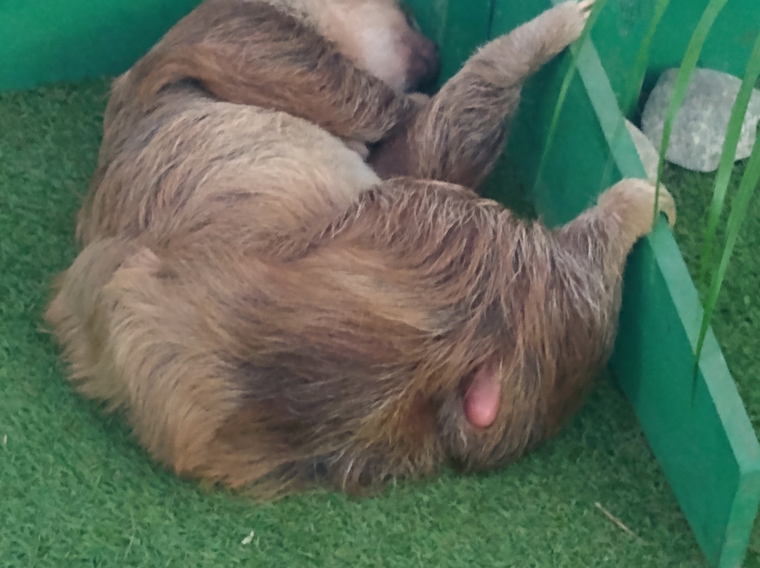 Gamboa Sloth Sanctuary景点图片