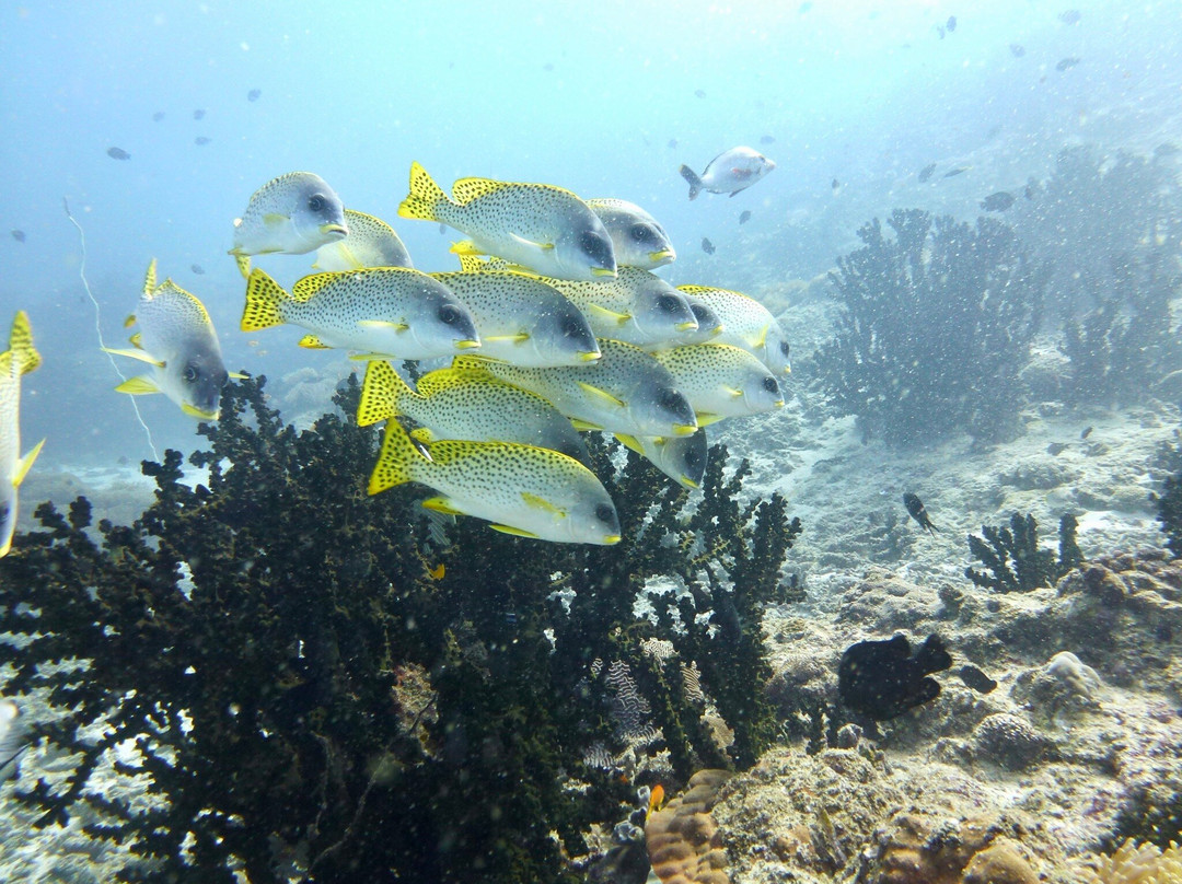 Odyssea Dive-Vilanculos必去景点