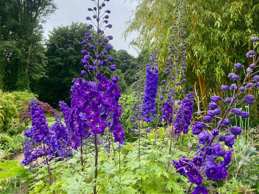 June Blake's Garden-Blessington必去景点