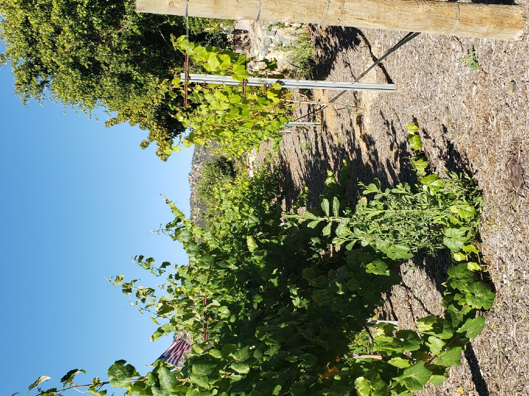 Belle Marie Winery-埃斯孔迪多必去景点