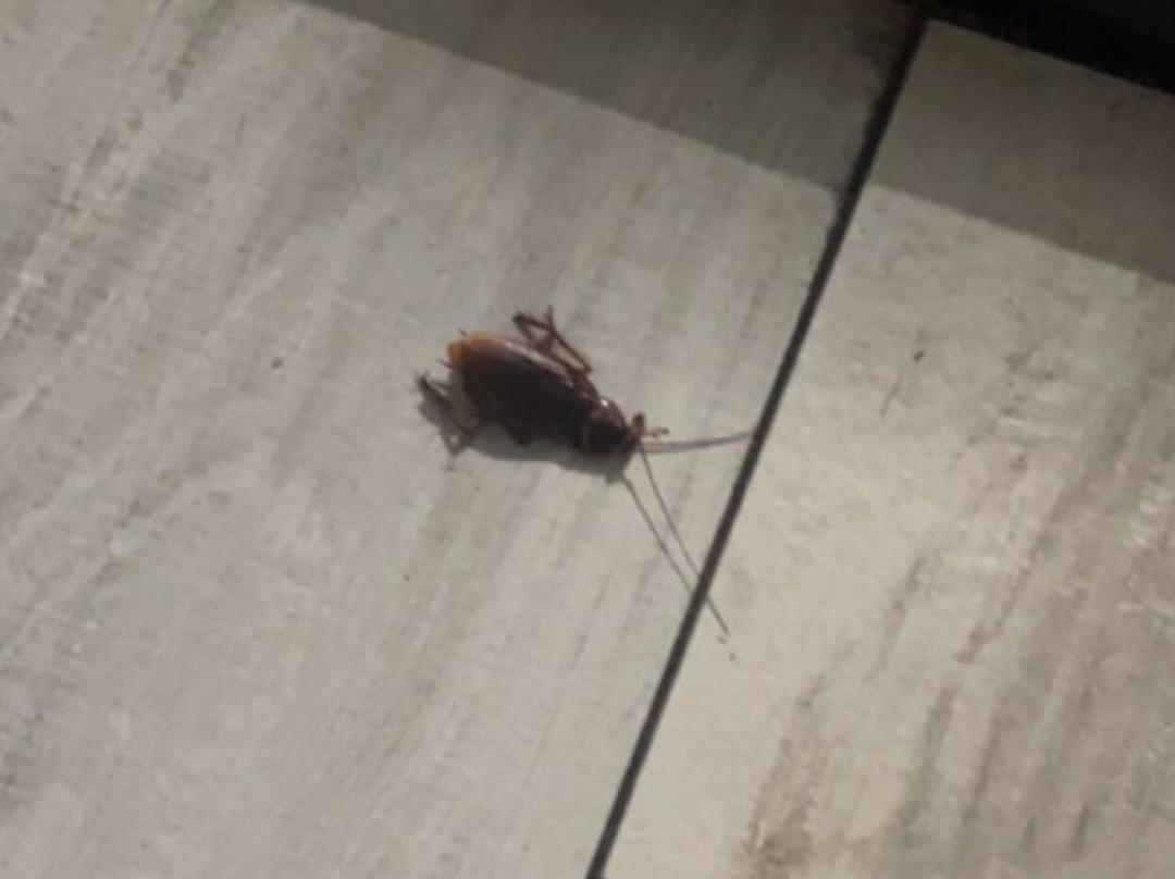 Gulf Coast Inn主图