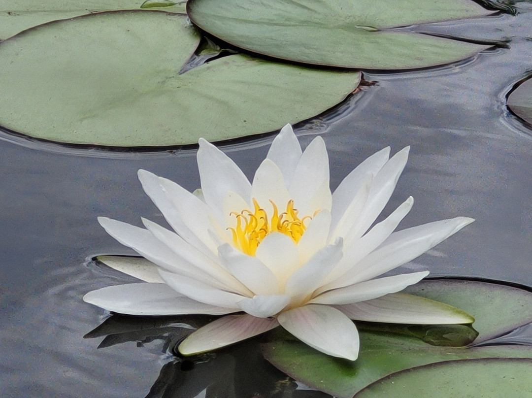 La serre aux papillons景点图片