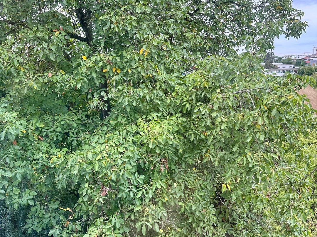 Wackelwald景点图片