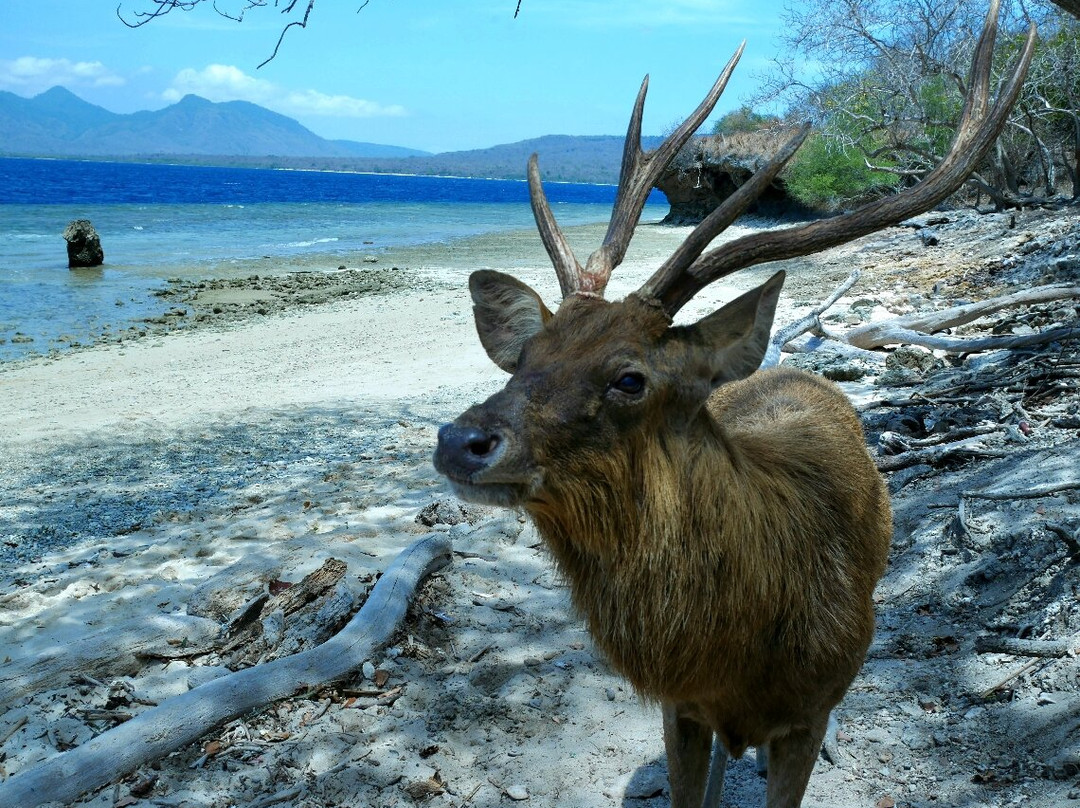 Tigor Snorkel景点图片