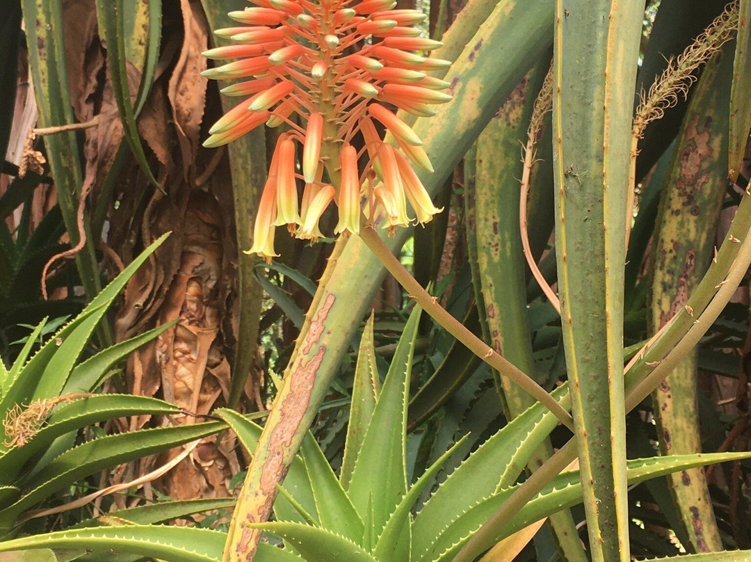 Villa René-圣安东尼奥杜皮尼亚尔必去景点