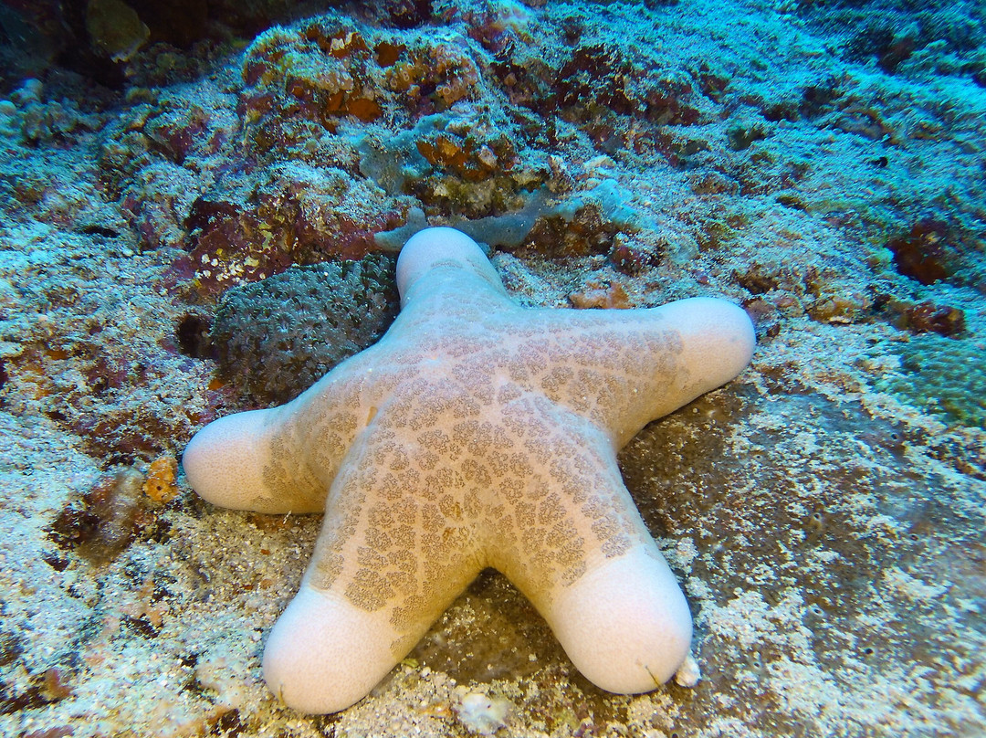 Dive Butler Amilla-芭环礁必去景点