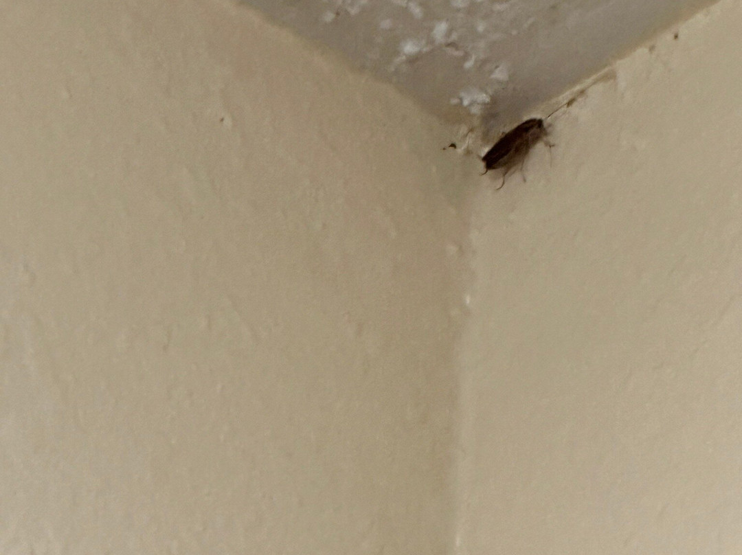 Baymont by Wyndham South Haven主图