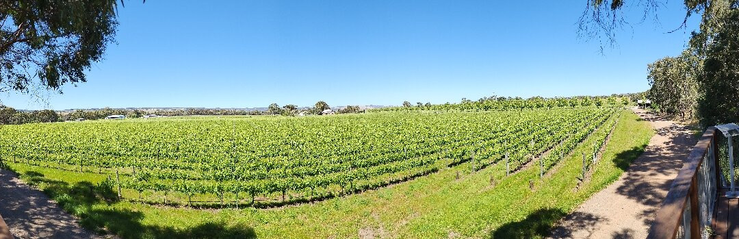 Wirra Wirra Vineyards景点图片