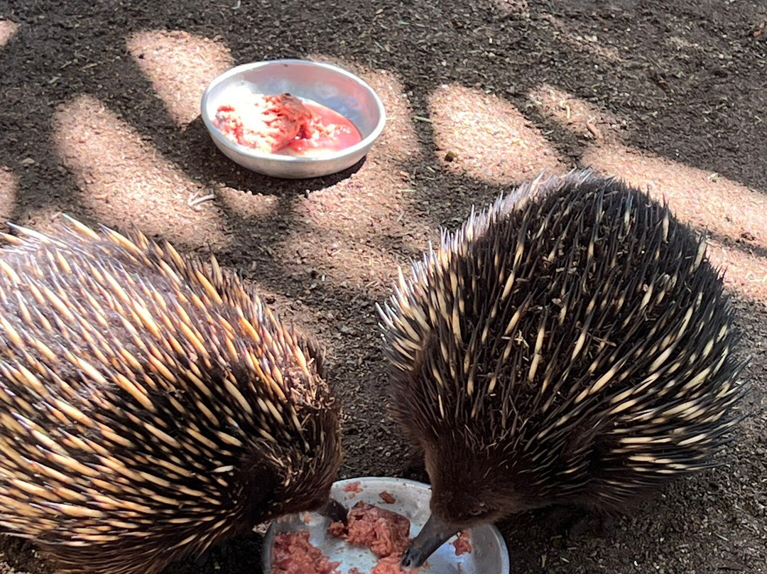 Sydney Adventure Tours-悉尼必去景点