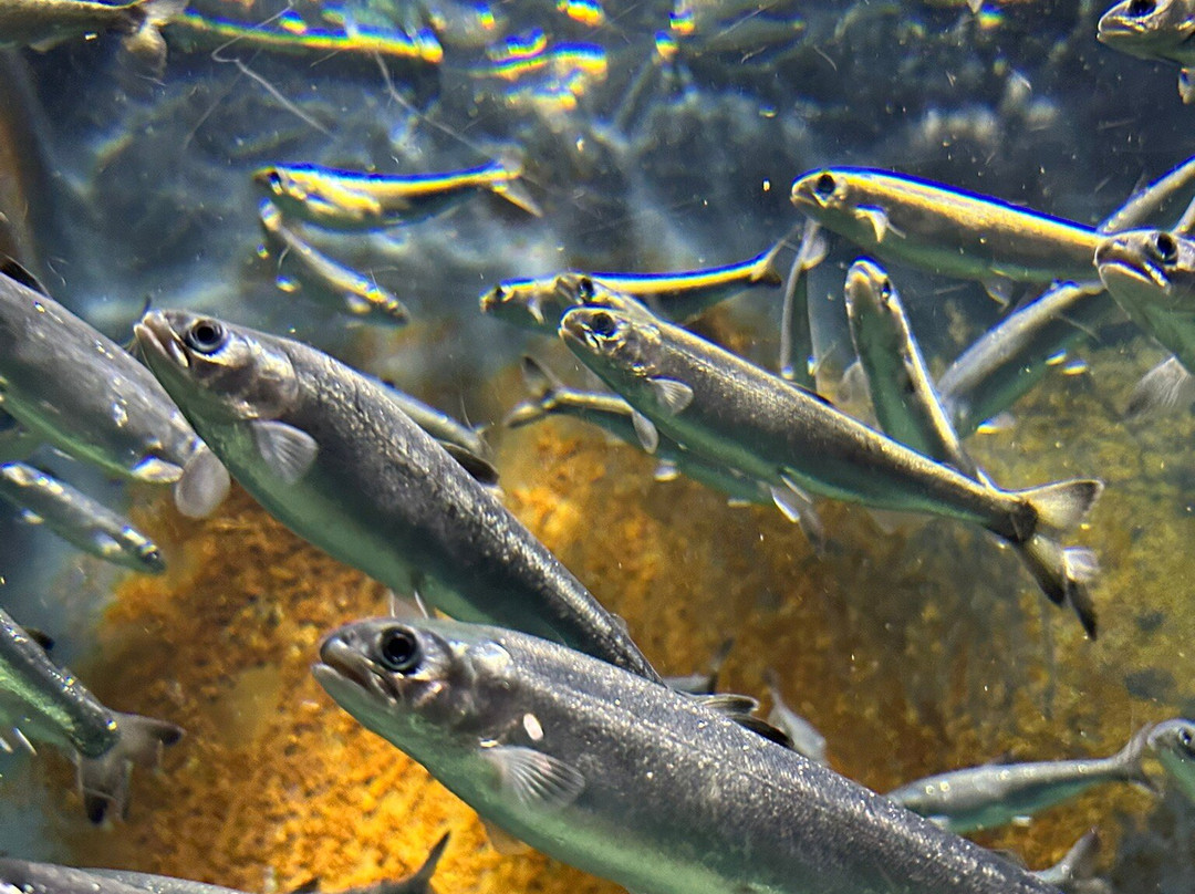 Tsuruoka City Kamo Aquarium景点图片