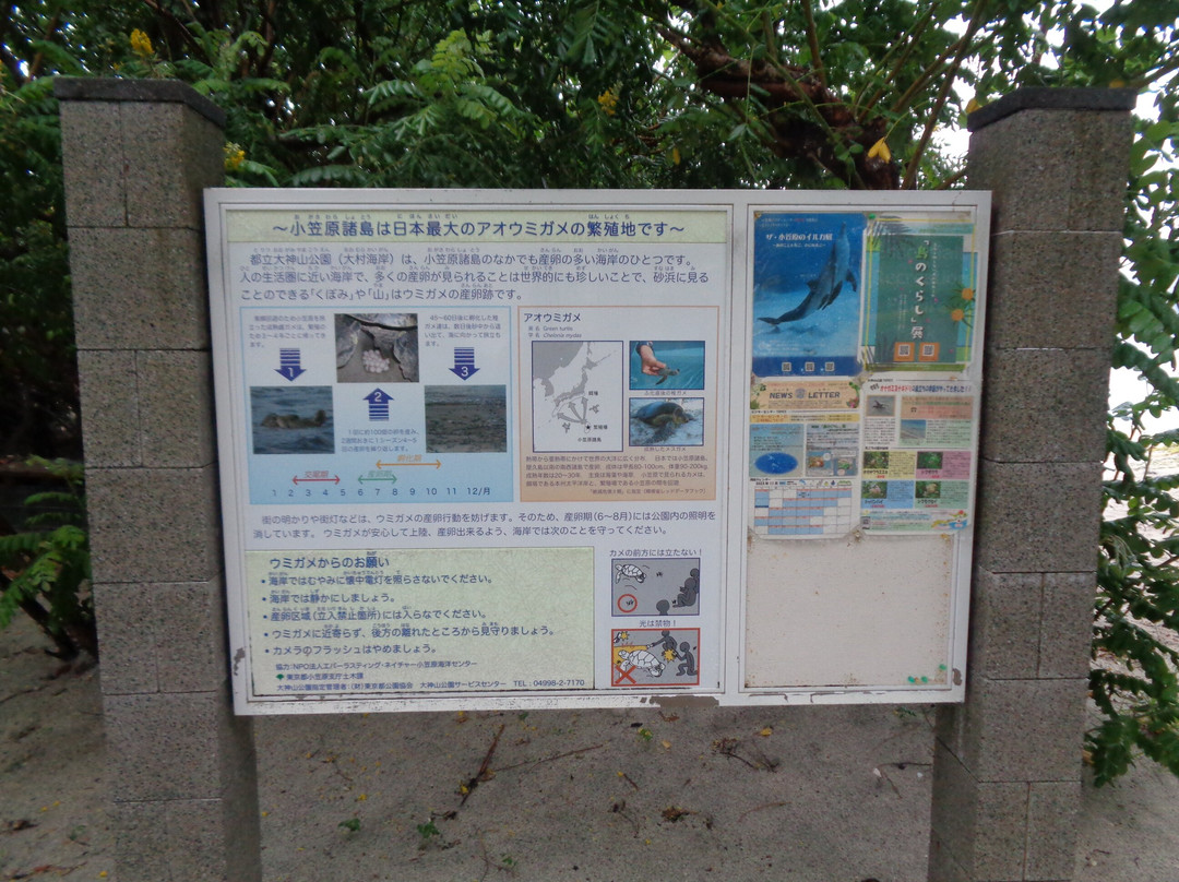 Omura Beach-小笠原村必去景点