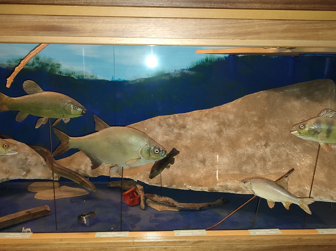 Museum d'histoire naturelle景点图片
