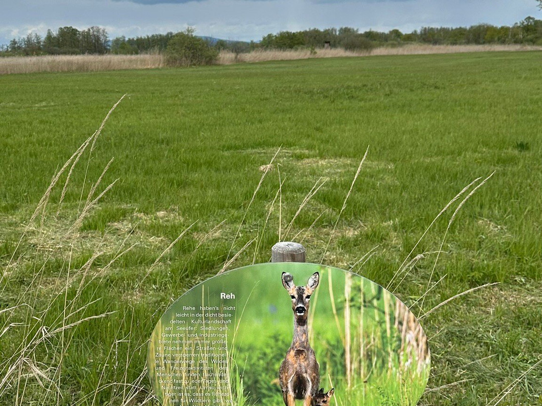 Eriskircher Ried Naturschutzgebiet景点图片