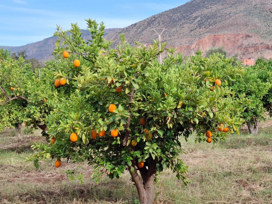 Chems Le Tazarkount主图