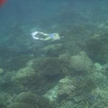 ScubaJoJo