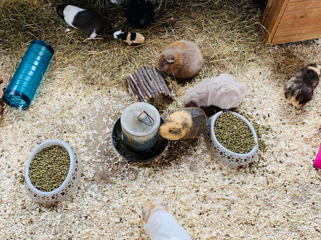 Daisy Made Farm景点图片