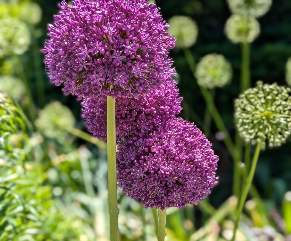 Allen Centennial Gardens-麦迪逊必去景点