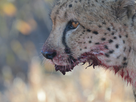 Bush Geek Safaris-比勒陀利亚必去景点