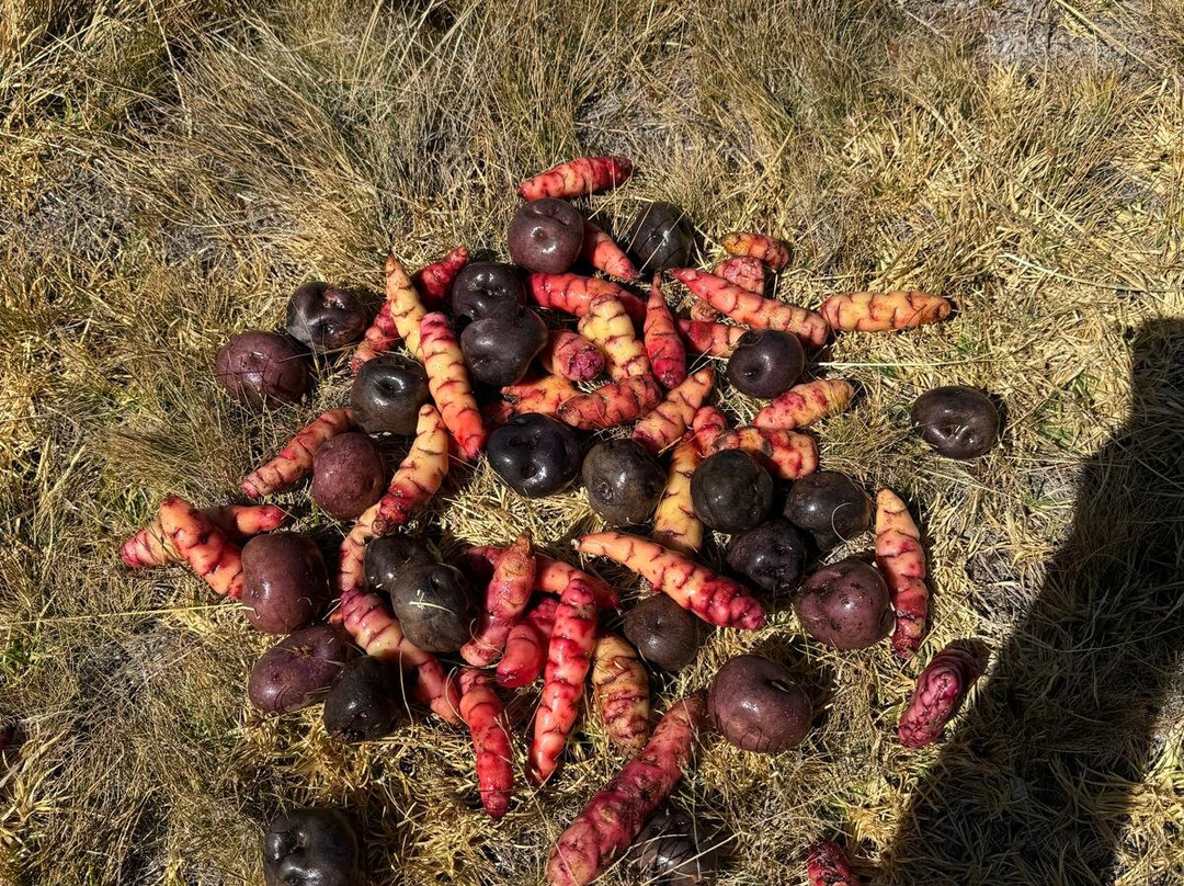 Isla Tikonata-Juliaca必去景点