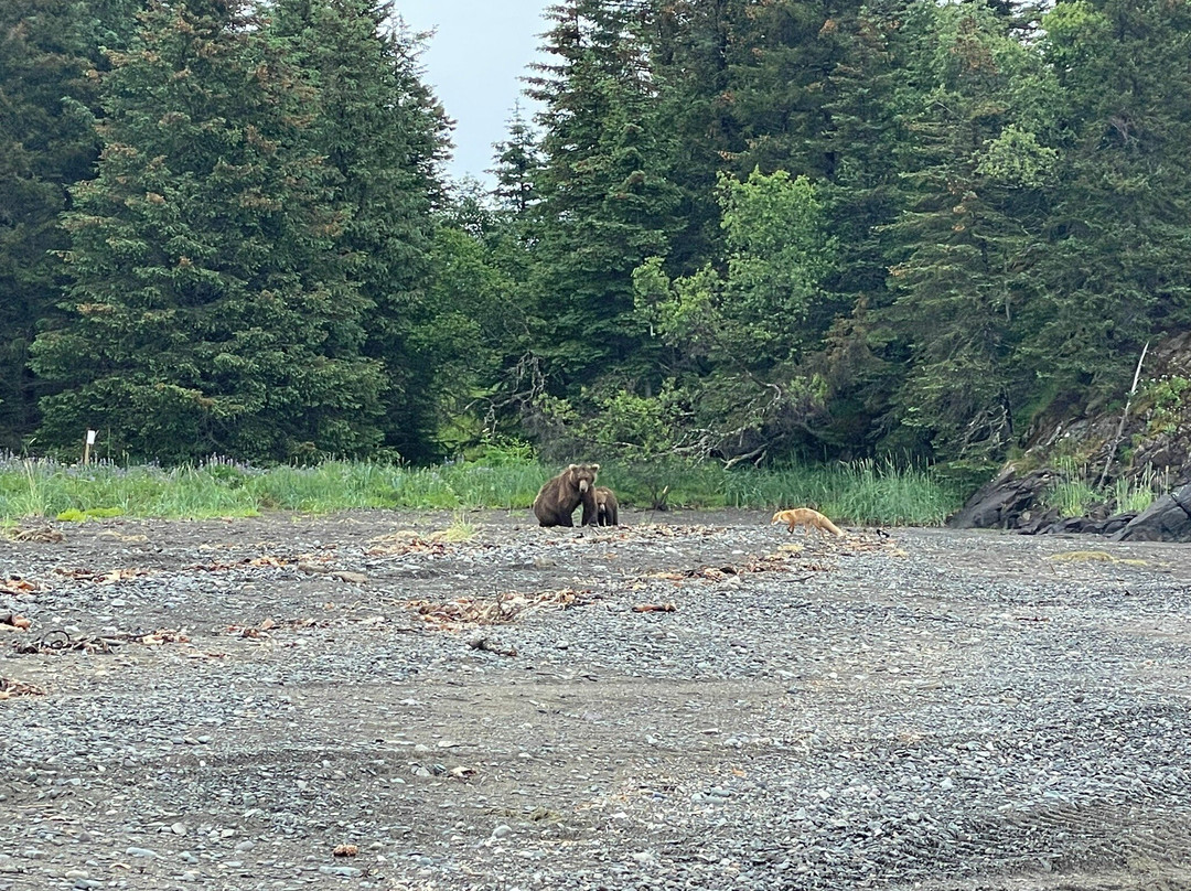Scenic Bear Viewing-荷马必去景点