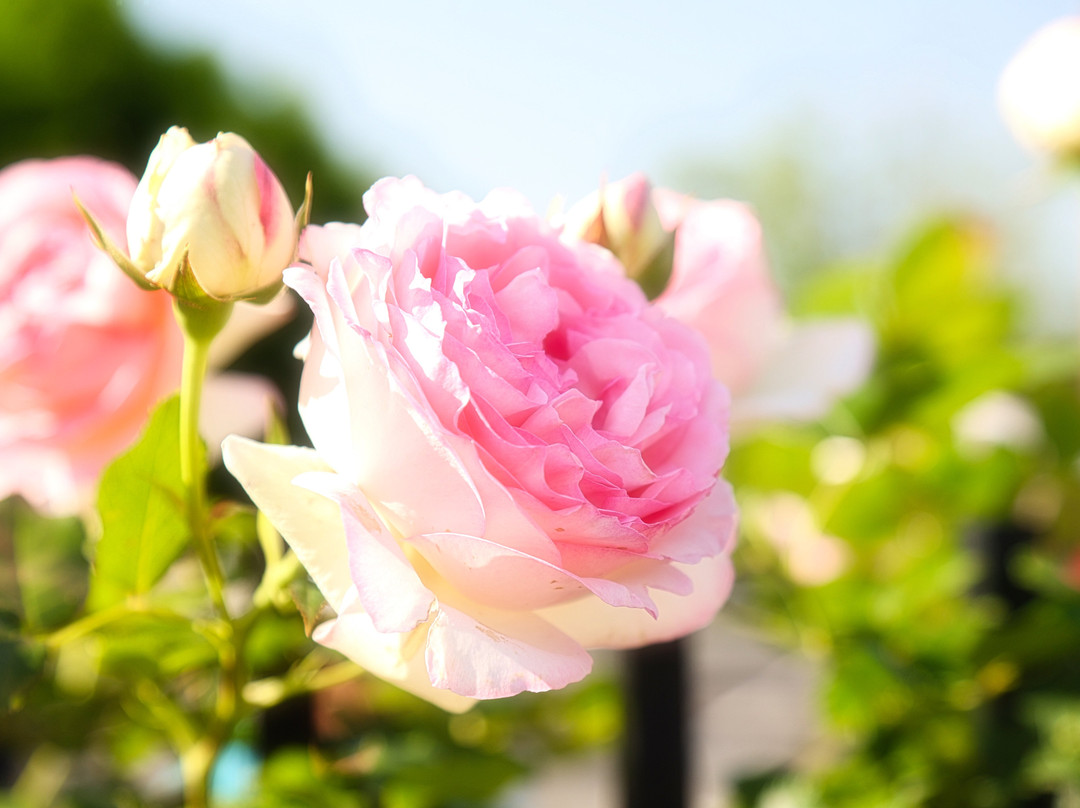 Shikishima Parfk Rose Garden-前桥县必去景点