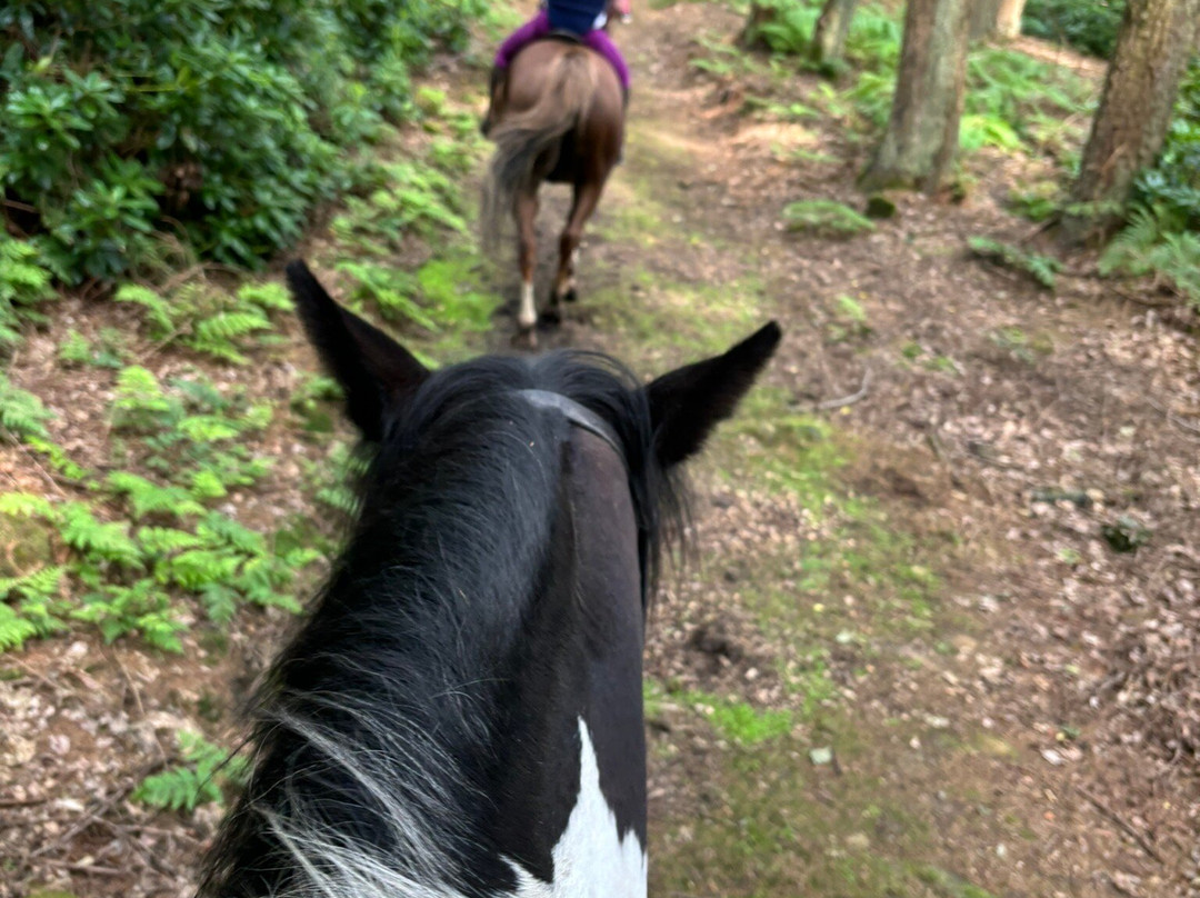 Boltby Pony Trekking-瑟斯克必去景点