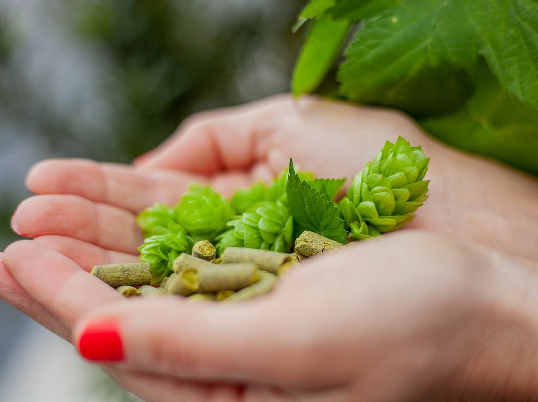 Borck Cervejaria-Timbo必去景点