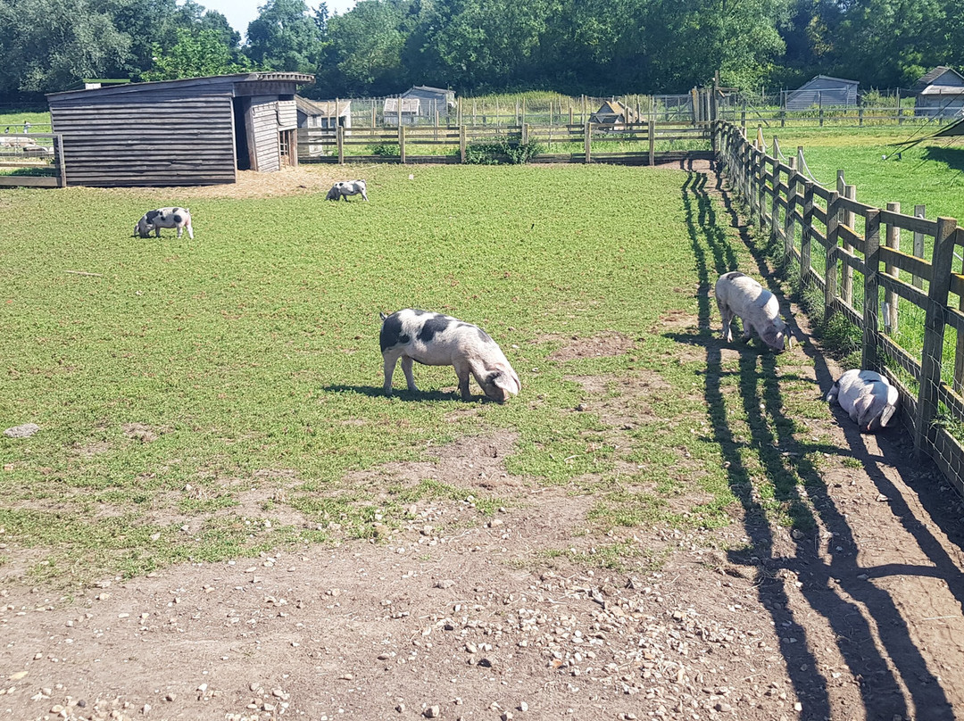 The Wild Pig Farm Shop景点图片