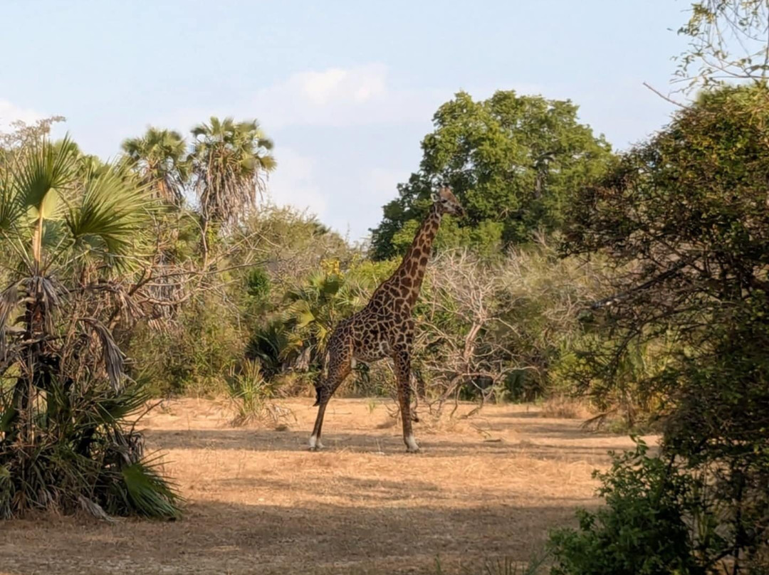 Makubi Safari Camp by Isyankisu-Mwaseni必去景点