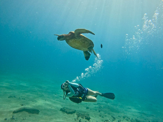 In2Scuba Diving Maui Dive Co.-拉海纳必去景点