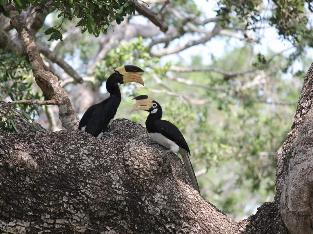 Yala Safari Team景点图片