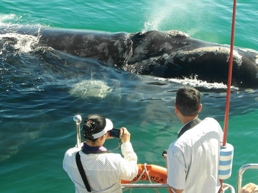 The Great South Adventure Club Cape Town