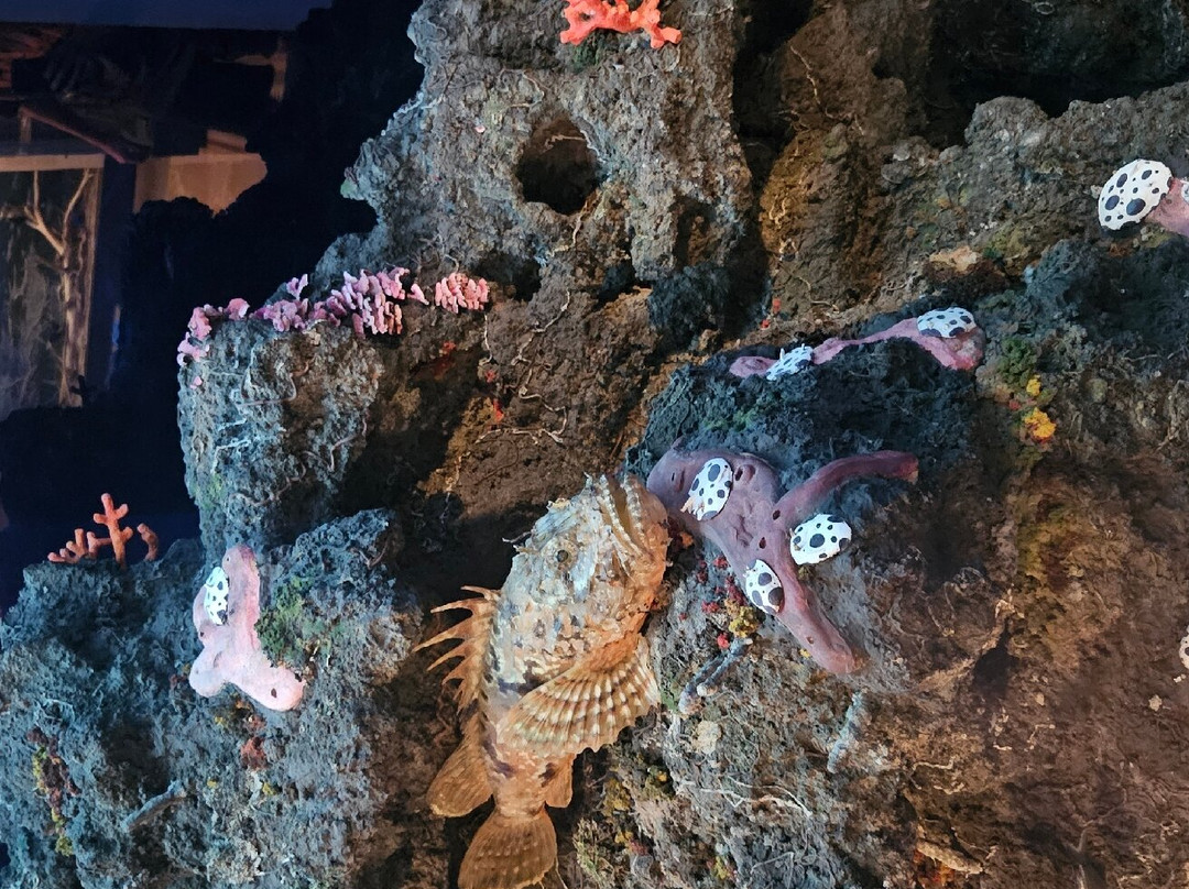 Museo di Storia Naturale della Maremma景点图片