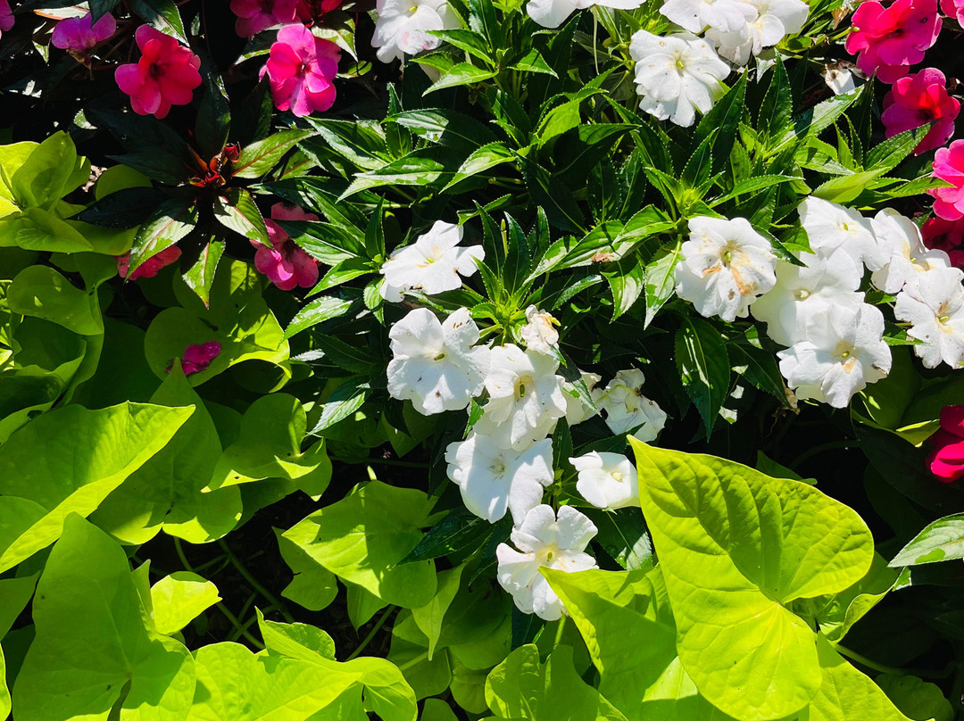 Clark Botanic Garden-Albertson必去景点