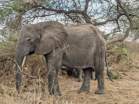 Togola Safaris And Adventure