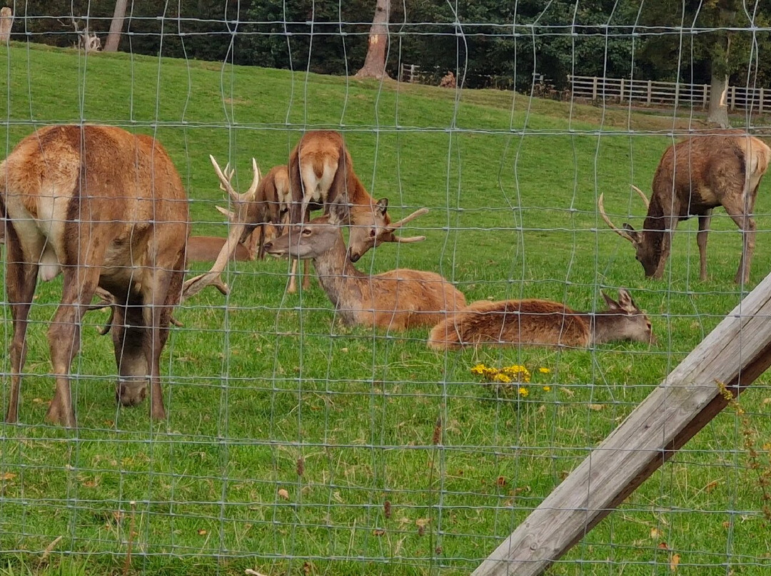Mountpanther Farm Park景点图片