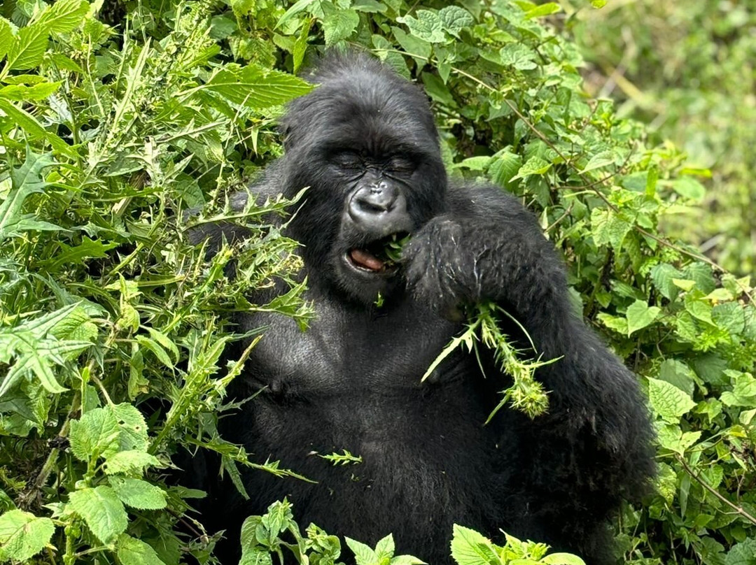 Rwanda Gorilla Tour景点图片